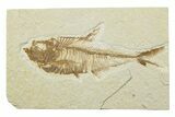 Fossil Fish (Diplomystus) - Wyoming #240350-1